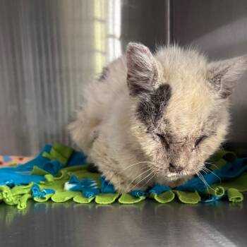 IVHS-A-143684 -  Domestic Medium Hair Cat for Adoption in San Gabriel, California - IVHS-A-143684 | PetCurious