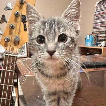 Sylvie -  Domestic Short Hair Cat for Adoption in East Lansing, Michigan - Sylvie | PetCurious