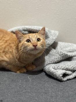 Tabby and Domestic Short Hair Cats Available for Adoption - Tangerine Titan | PetCurious