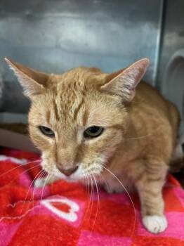 Domestic Short Hair Cats Available for Adoption - 60725016 | PetCurious