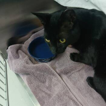 Domestic Short Hair Cats Available for Adoption in Philadelphia, Pennsylvania - Noor | PetCurious