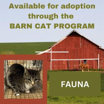 Domestic Short Hair Cats Available for Adoption in Westminster, Maryland - FAUNA BARN CAT | PetCurious