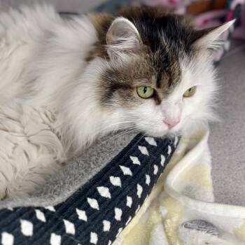 Maine Coon Cats Available for Adoption in Bardstown, Kentucky - Fluffy | PetCurious