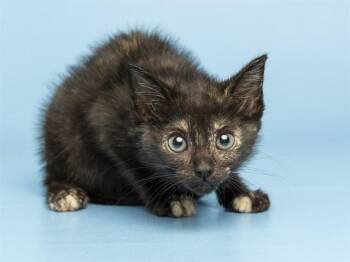 EBONY -  Domestic Medium Hair Cat for Adoption in Phoenix, Arizona - EBONY | PetCurious