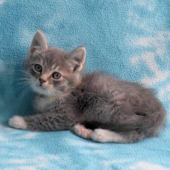Domestic Short Hair Cats Available for Adoption in Eureka, California - Carl | PetCurious