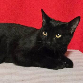 Black Pearl -  Domestic Short Hair Cat for Adoption in Concord, New Hampshire - Black Pearl | PetCurious