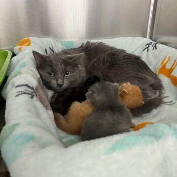 Sandwich -  Domestic Medium Hair Cat for Adoption in Clavet, Saskatchewan - Sandwich | PetCurious