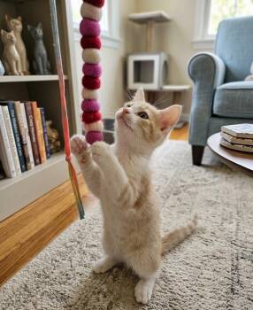 Domestic Short Hair Cats Available for Adoption in Villa Park, California - Ari | PetCurious