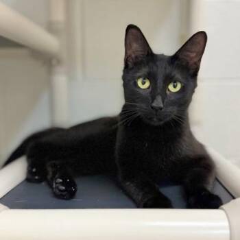 Ice Cream Sundae -  Domestic Short Hair Cat for Adoption in Traverse City, Michigan - Ice Cream Sundae | PetCurious