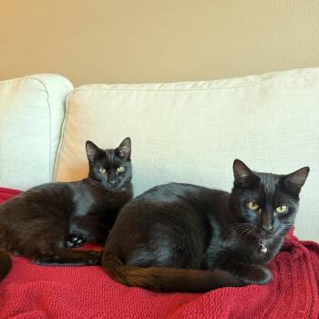 Domestic Short Hair Cats Available for Adoption - Midnight (Yellow) | PetCurious