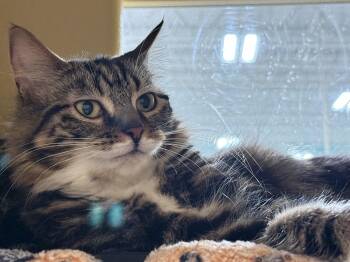 Domestic Long Hair Cats Available for Adoption - Nina | PetCurious
