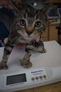 Domestic Short Hair Cats Available for Adoption - Octo (L543 K2) | PetCurious