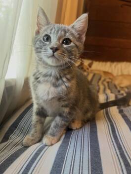 Kiwi -  Domestic Short Hair Cat for Adoption in San Diego, California - Kiwi | PetCurious