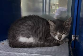 NAS -  Domestic Short Hair Cat for Adoption in Westminster, Maryland - NAS | PetCurious