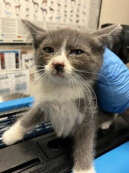 Domestic Short Hair Cats Available for Adoption in Long Beach, California - VUITTON | PetCurious