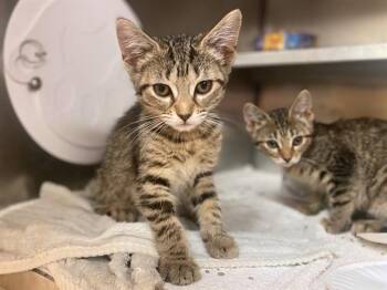 MADDIE -  Domestic Short Hair Cat for Adoption in Fort Wayne, Indiana - MADDIE | PetCurious