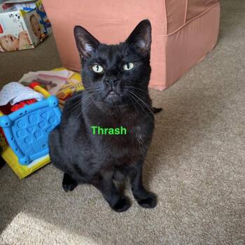 Rescue Domestic Short Hair Cats for Adoption in Moscow, Idaho - **COURTESY LISTING** Thrash | PetCurious