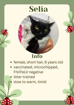 Selia -  Domestic Short Hair Cat Available for Adoption in Greensburg, Indiana - Selia | PetCurious