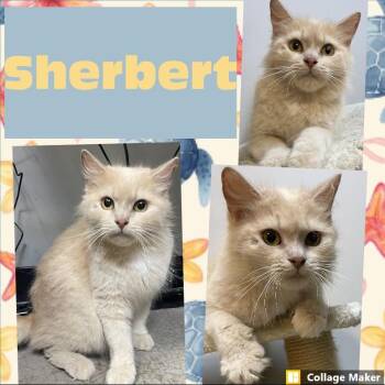Sherbert -  Domestic Short Hair Cat for Adoption in Clearfield, Pennsylvania - Sherbert | PetCurious