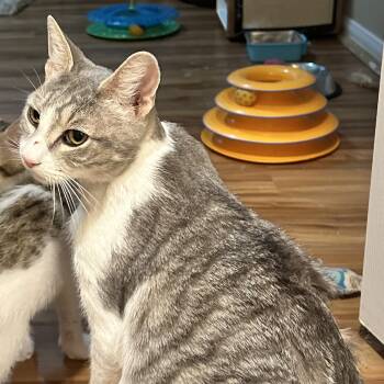 Angel -  American Shorthair and Domestic Short Hair Cat for Adoption in Mission Viejo, California - Angel | PetCurious