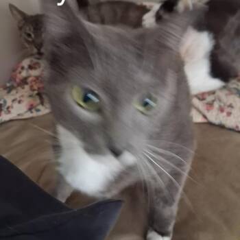 Gray -  Domestic Short Hair Cat for Adoption in Huntington, West Virginia - Gray | PetCurious