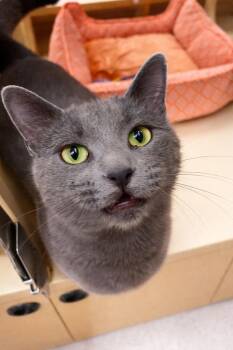 Domestic Short Hair Cats Available for Adoption - Limerick | PetCurious