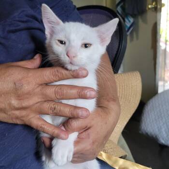 Chino -  Siamese Cat for Adoption in Los Angeles, California - Chino | PetCurious