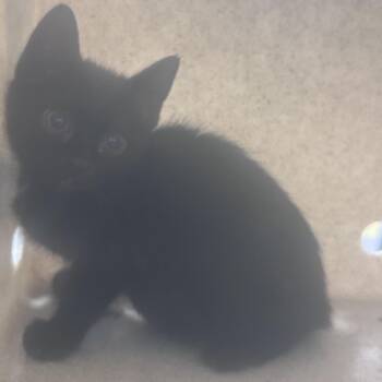 Perlin -  Domestic Short Hair Cat for Adoption in Philadelphia, Pennsylvania - Perlin | PetCurious