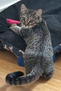 Tiger -  Domestic Short Hair Cat for Adoption in Price, Utah - Tiger | PetCurious