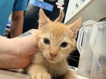 Sneezy -  Domestic Short Hair Cat for Adoption in Salisbury, Maryland - Sneezy | PetCurious