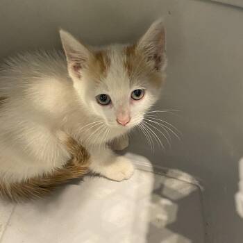 Benny -  Domestic Short Hair Cat for Adoption in Lynchburg, Virginia - Benny | PetCurious
