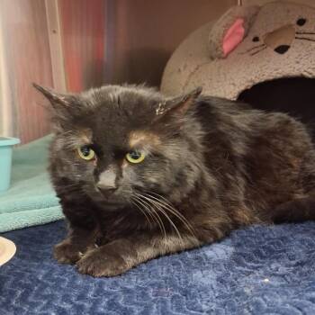 Domestic Medium Hair Cats Available for Adoption - Cat 02/11/2026 | PetCurious