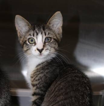 Honda -  Domestic Short Hair Cat for Adoption in Seattle, Washington - Honda | PetCurious