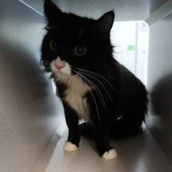 Blaze - I AM AT PetSmart Framingham -  Domestic Long Hair and Domestic Short Hair Cat for Adoption in East Brookfield, Massachusetts - Blaze - I AM AT PetSmart Framingham | PetCurious