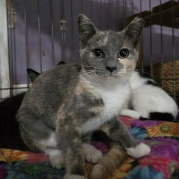 Sigourney -  Dilute Calico and Domestic Short Hair Cat for Adoption in Knoxville, Tennessee - Sigourney | PetCurious