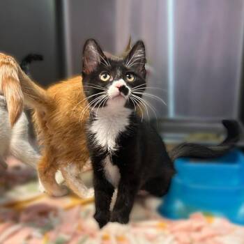 Brambleberry Crisp -  Domestic Short Hair Cat for Adoption in Davenport, Iowa - Brambleberry Crisp | PetCurious