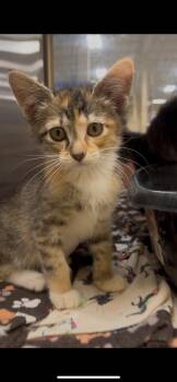 Jane -  Domestic Short Hair Cat for Adoption in Missoula, Montana - Jane | PetCurious