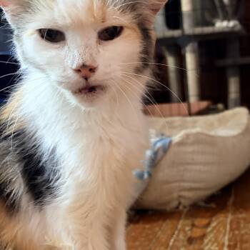 Maggie -  Domestic Long Hair and Calico Cat for Adoption in Newark Valley, New York - Maggie | PetCurious