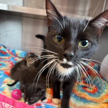 Rescue Domestic Short Hair Cats for Adoption in Madisonville, Tennessee - Lucy | PetCurious