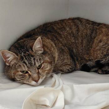 Domestic Short Hair Cats Available for Adoption - Tater Tot | PetCurious