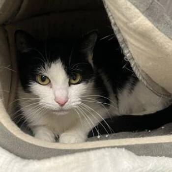Nancy -  Domestic Short Hair Cat for Adoption in Worcester, Massachusetts - Nancy | PetCurious