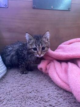 Tabby Cats Available for Adoption in San Antonio, Texas - Terry | PetCurious