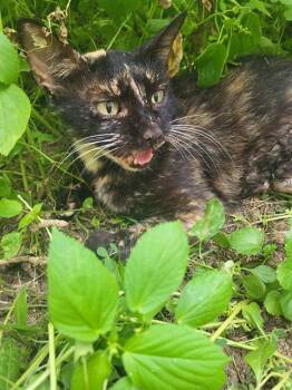 Domestic Short Hair Cats Available for Adoption in San Antonio, Texas - SUMMER | PetCurious