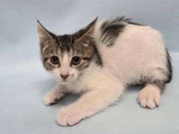 Half -  Domestic Short Hair Cat for Adoption in Woodbury, Minnesota - Half | PetCurious