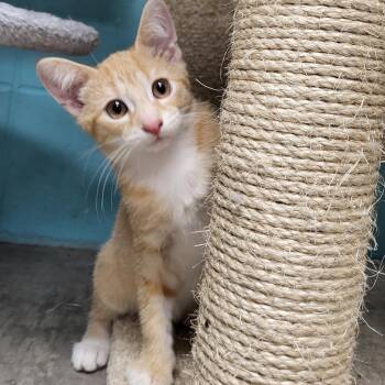 Rescue Domestic Short Hair Cats for Adoption in Chilton, Wisconsin - Leo | PetCurious