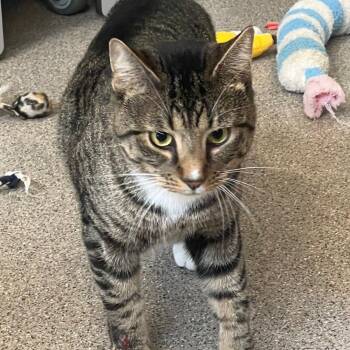 Rescue Domestic Short Hair Cats for Adoption in Sarasota, Florida - Monkey | PetCurious