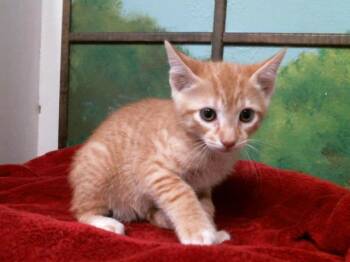 Domestic Short Hair Cats Available for Adoption in Houston, Texas - MOJO | PetCurious