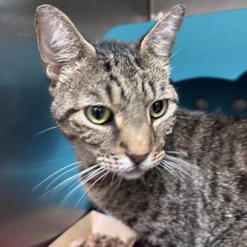 Roger -  Domestic Short Hair Cat for Adoption in Titusville, Florida - Roger | PetCurious