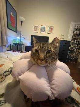 Rocky -  Domestic Short Hair Cat for Adoption in Chicago, Illinois - Rocky | PetCurious