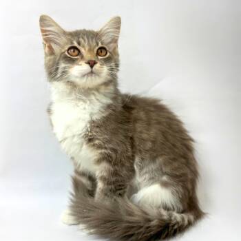 Paisley -  Domestic Medium Hair Cat for Adoption in Pasco, Washington - Paisley | PetCurious